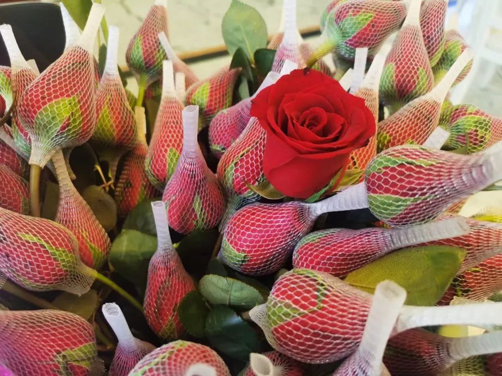 1615185724858752.jpg 1615185724858752.jpg